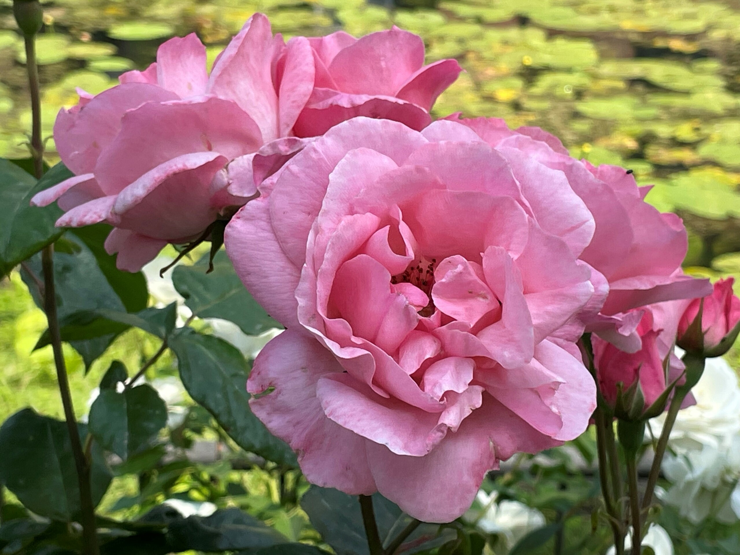 Rosen im Eutiner Schlossgarten