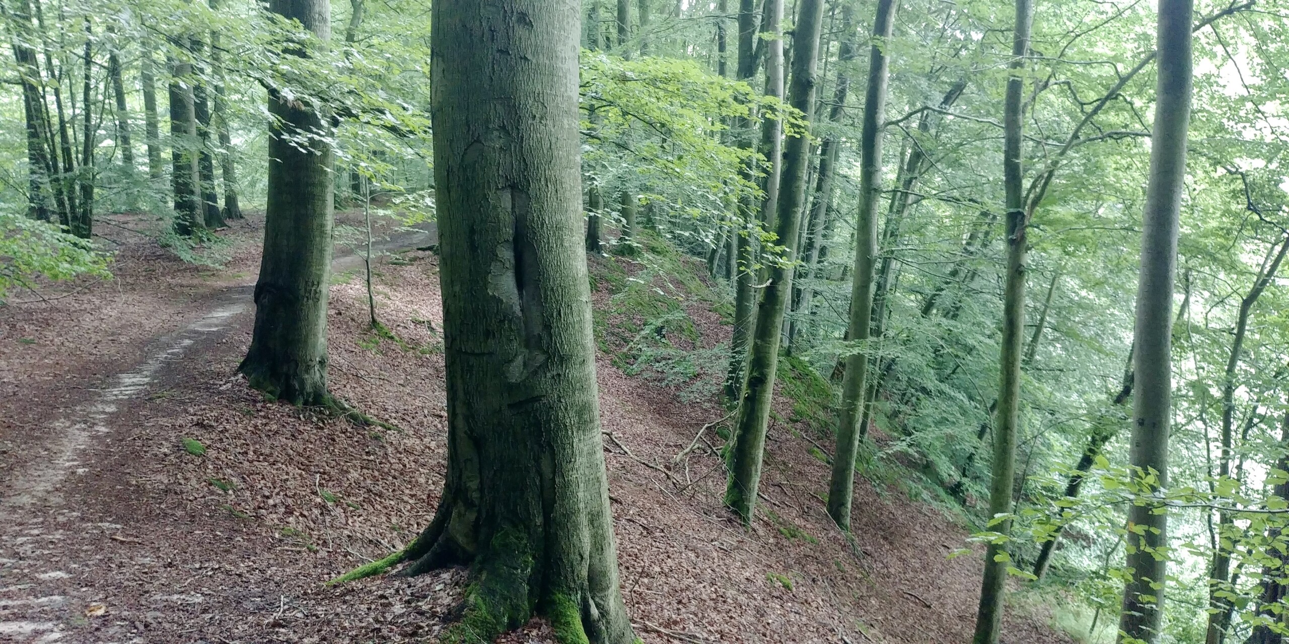 Prallkante Schwinkenrader Bach (2) 2